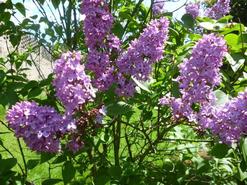 P1020440.jpg