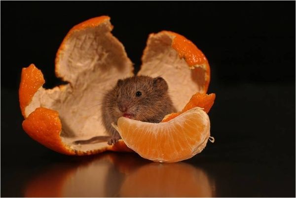 rongeur.jpg